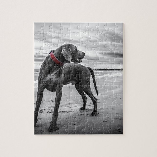 Quebra-cabeça Cão Weimaraner (Vertical)