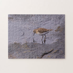Quebra-cabeça Cape Neddick Least Sandpiper