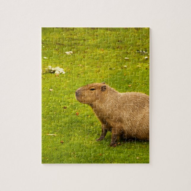 Quebra-cabeça Capivara (Vertical)