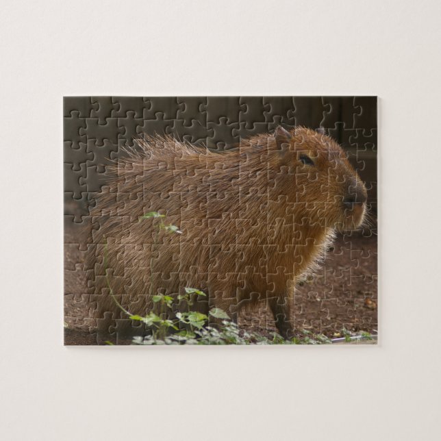 Quebra-cabeça Capybara (Horizontal)