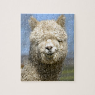 Quebra-cabeça Cara branca distorcido da alpaca