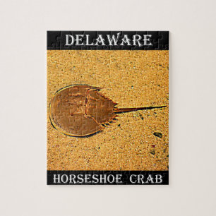 Quebra-cabeça Caranguejo de Ferradura Delaware