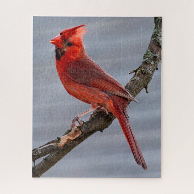 Quebra-cabeça Cardeal - Pássaro Vermelho - 16x20 - 520 pc (Vertical)