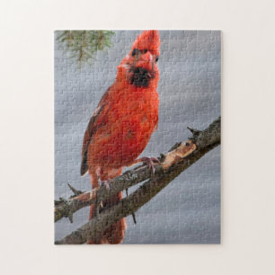 Quebra-cabeça cardinal curioso