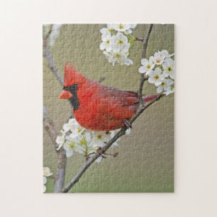Quebra-cabeça Cardinal-vermelho