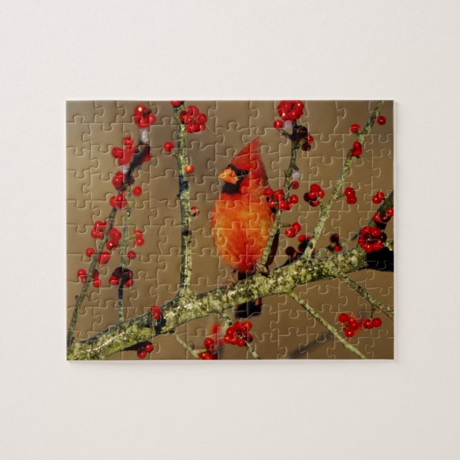 Quebra-cabeça Cardinal-vermelho macho empoleirado, IL (Horizontal)