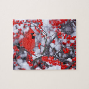 Quebra-cabeça Cardinal-vermelho macho, Inverno, IL