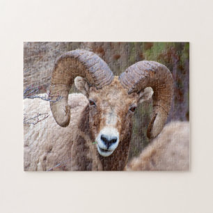 Quebra-cabeça Carneiro Bighorn das Montanhas Rochosas