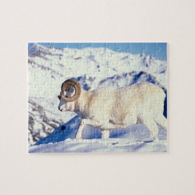Quebra-cabeça carneiro de Dall, Ovis dalli, carneiro com chifres (Horizontal)