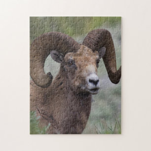 Quebra-cabeça Carneiro de Ovelha Bighorn das Montanhas Rochosas