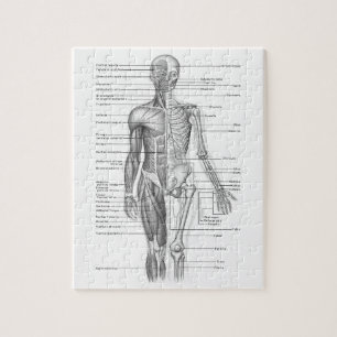 Quebra-cabeça Carta humana da anatomia