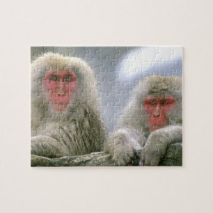 Quebra-cabeça Casais de Macacos-neve, Macaco-japonês,
