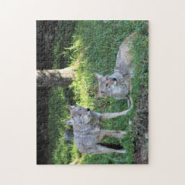 Quebra-cabeça Casal Coyote