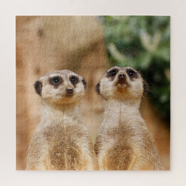 Quebra-cabeça Casal Meerkat 003 (Vertical)