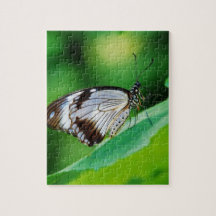 Castanho escuro e borboleta Cinza