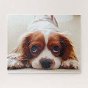 Quebra-cabeça Cavaleiro Rei Charles Spaniel