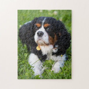 Quebra-cabeça Cavaleiro Tricolor Rei Charles Spaniel Cachorro