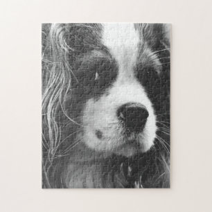 Quebra-cabeça Cavalier King Charles Spaniel