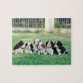 Quebra-cabeça Cavalier King Charles Spaniel filhotes