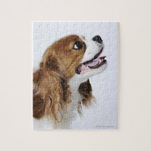 Quebra-cabeça Cavalier King Charles Spaniel, vista lateral