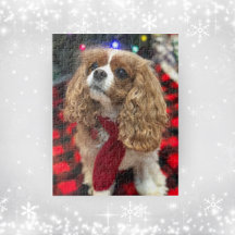 Cavalier King Charles Spaniels Com O Scarf De Inve