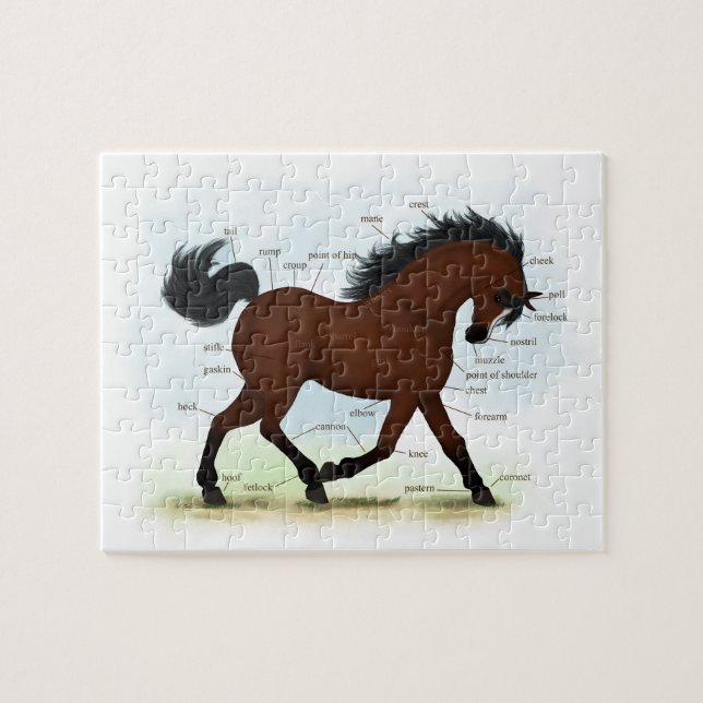 Quebra-cabeça Cavalo de Baía com Gráfico Anatômico Educacional B (Horizontal)