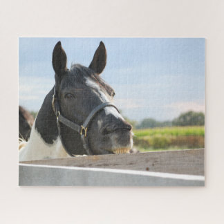 Quebra-cabeça Cavalo Pinto Mastigando uma Cerca