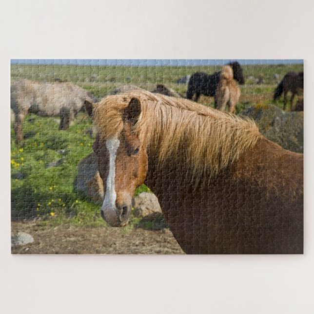 Quebra-cabeça Cavalos Islandeses no Nordeste da Islândia (Horizontal)