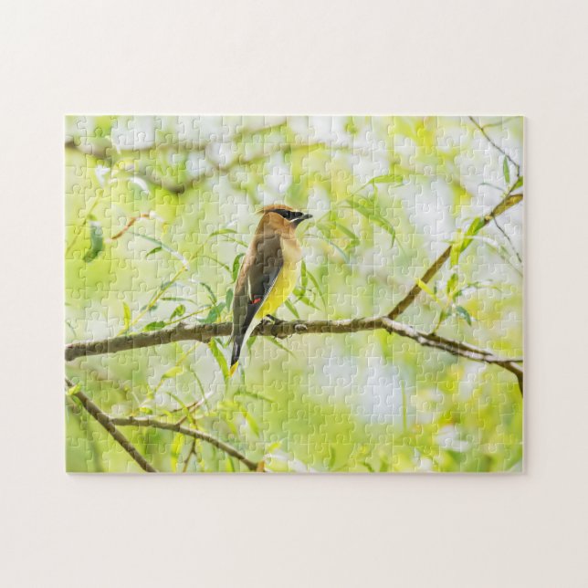 Quebra-cabeça Cedar Waxwing (Horizontal)