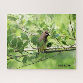 Quebra-cabeça Cedar Waxwing, do amante de pássaros