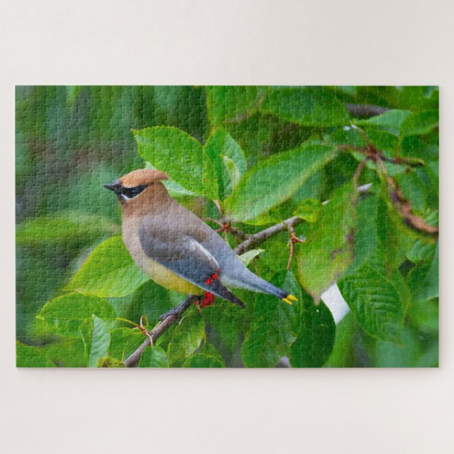Quebra-cabeça Cedar Waxwing Super Challenging Bird Lover (Horizontal)
