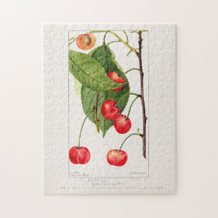 Quebra-cabeça Cerejas (Prunus Avium) Pintura em Aquarela de Frut