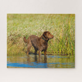 Quebra-cabeça Chesapeake Bay Retriever Caça Cachorro Quebra-cabe