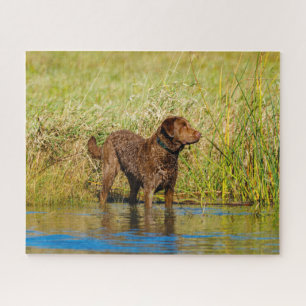 Quebra-cabeça Chesapeake Bay Retriever Caça Cachorro Quebra-cabe