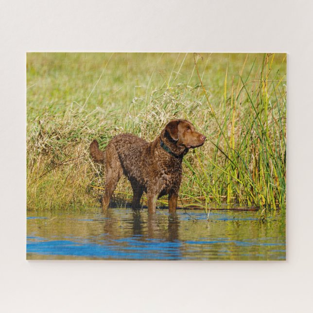 Quebra-cabeça Chesapeake Bay Retriever Caça Cachorro Quebra-cabe (Horizontal)