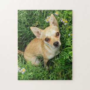 Quebra-cabeça Chihuahua bonito no prado da grama