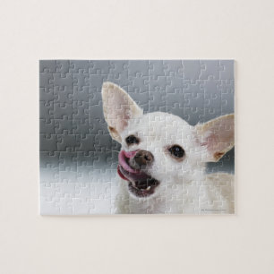 Quebra-cabeça Chihuahua branca que lambe os lábios