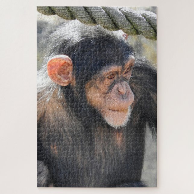 Quebra-cabeça Chimpanzé (Vertical)