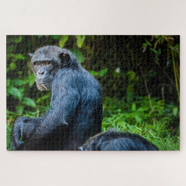 Quebra-cabeça Chimpanzé negro na natureza (Horizontal)