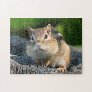 Quebra-cabeça Chipmunk inchado de Cheeked