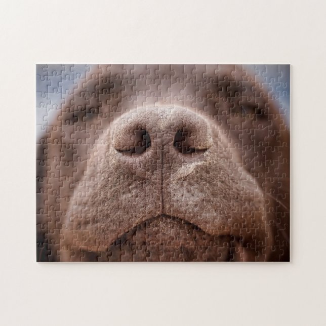 Quebra-cabeça Chocolate Labrador Nose Closeup (Horizontal)