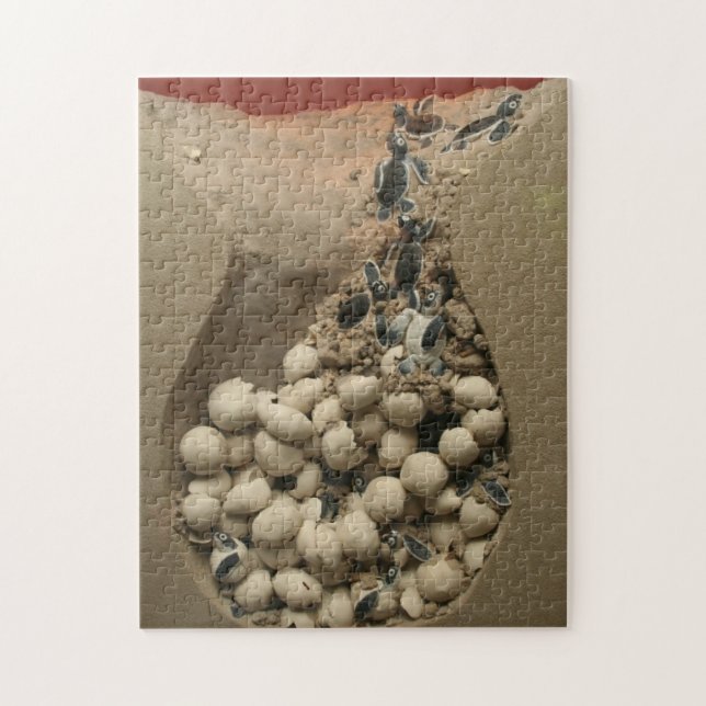 Quebra-cabeça Choque dos ovos da tartaruga do bebê (Vertical)