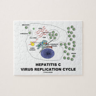 Quebra-cabeça Ciclo viral da réplica da hepatite C