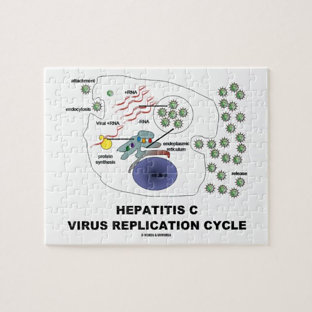 Quebra-cabeça Ciclo viral da réplica da hepatite C (Horizontal)