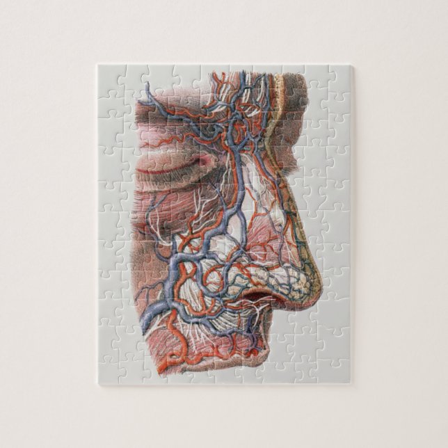 Quebra-cabeça Ciência Antiga Anatomia Humana, Rosto com Nariz (Vertical)