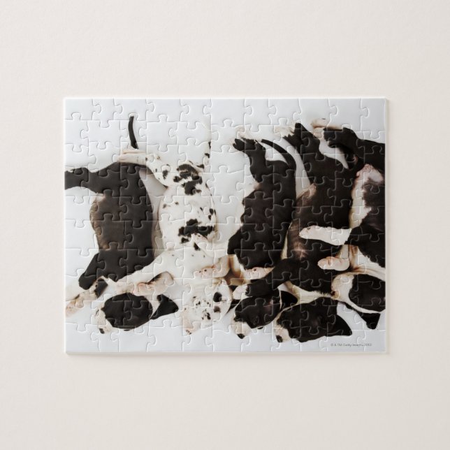 Quebra-cabeça Cinco cachorros de Harlequin Great Dane dormindo (Horizontal)