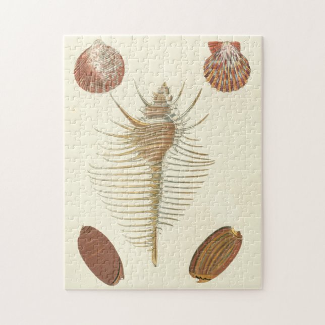 Quebra-cabeça Cinco de uma espécie de concha (Vertical)