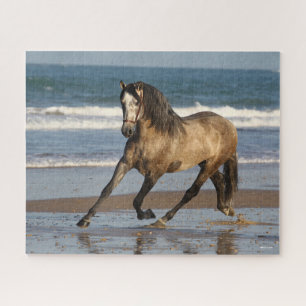 Quebra-cabeça Cinza Andaluciana Stallion Em Praia