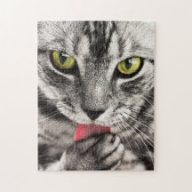 Cinza Gato com Pata de Licitação de Olhos Amarelos