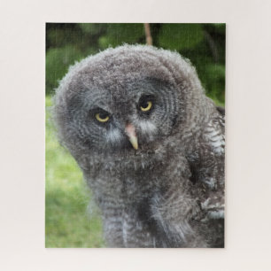QUEBRA-CABEÇA CINZA OWL